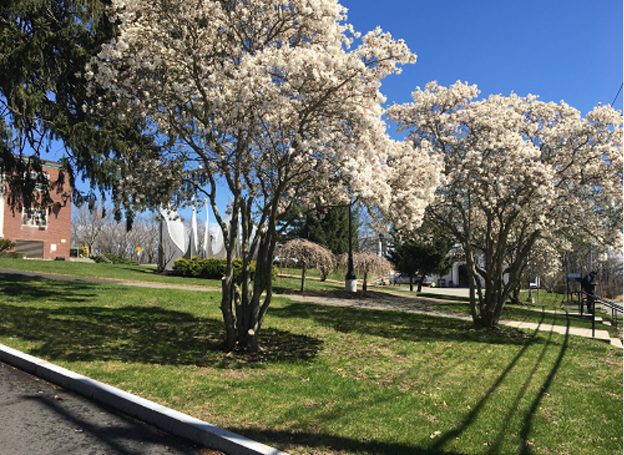 Flowering trees on MassBay Wellesley Hills campus in Spring